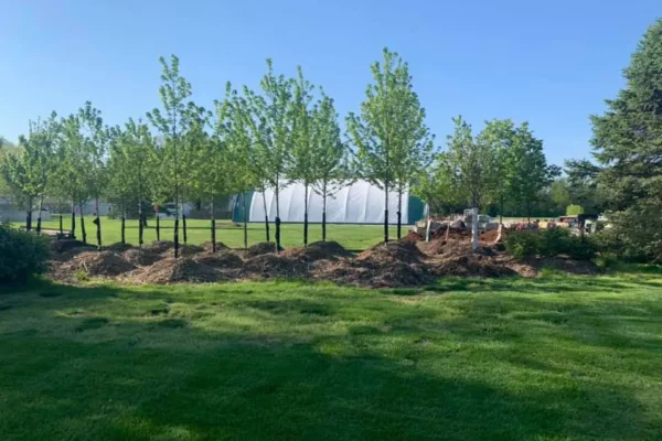CanAm Professional Landscaping - young trees to be planted for landscaping project - Girard, IL