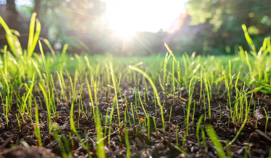 Lawn Fertilization programs, early spring application, new grass growing - Girard, IL