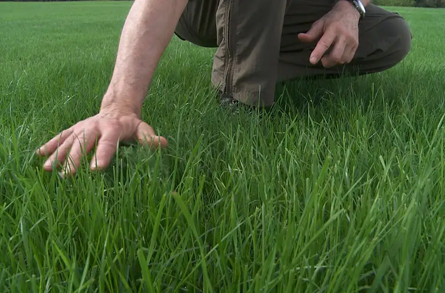 Free Lawn Fertilizer estimate, professional examining the grass - Girard, IL